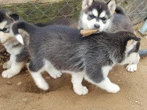 Beautiful Blue eyes Siberian husky puppies Pls whatsap :+351924685560 - Luxembourg Dogs, Puppies