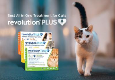 Revolution Plus – Best Broad Spectrum Treatment for Cats