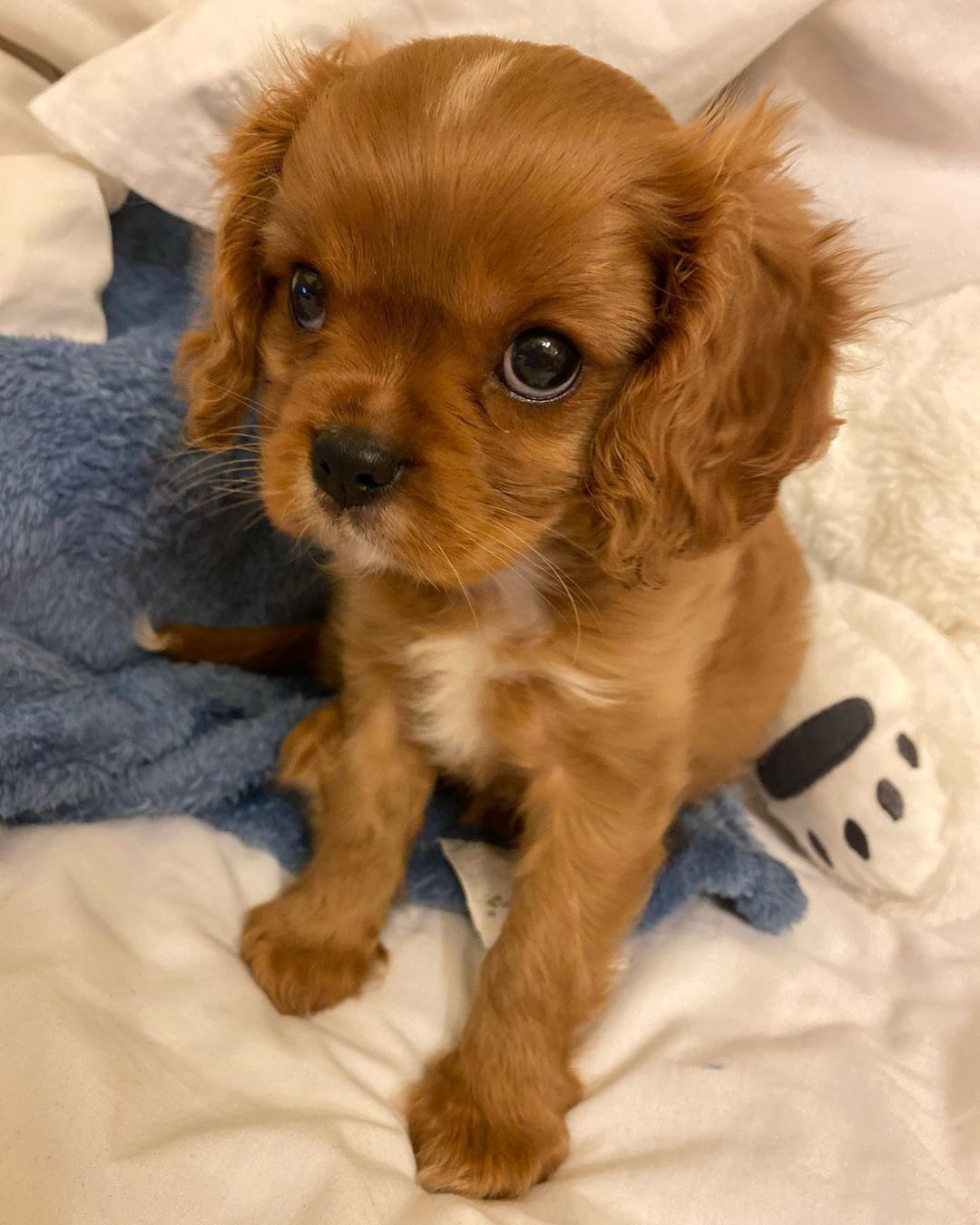 Cavalier King Charles Spaniel puppy  - Perth Dogs, Puppies
