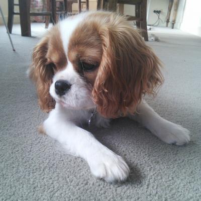 Cavalier King Charles Spaniel puppy  - Perth Dogs, Puppies