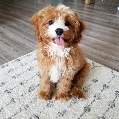 Cavapoo puppies 1 boy 1 girl available  - Perth Dogs, Puppies