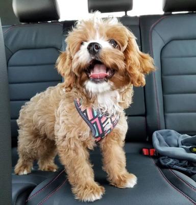 Cute Cavapoo looking for sweet home  - Perth Dogs, Puppies