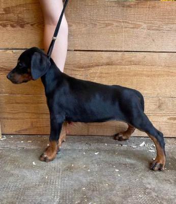 Dobermann-Welpen weiblich - Vienna Dogs, Puppies