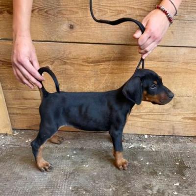 Dobermann-Welpen weiblich - Vienna Dogs, Puppies