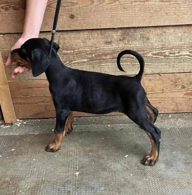 Dobermann-Welpen weiblich - Vienna Dogs, Puppies