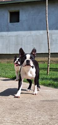 Boston terrier young female - Vienna Dogs, Puppies