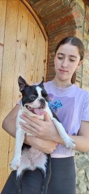 Boston terrier young female - Vienna Dogs, Puppies