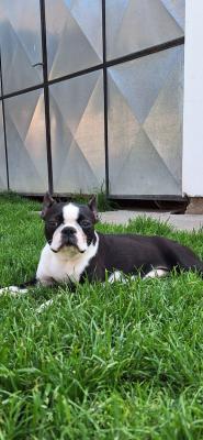 Boston terrier young female - Vienna Dogs, Puppies