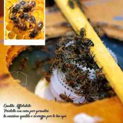 🐝 Optimale Ernährung für Ihre Bienen 🐝 - Berlin Home & Garden