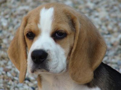 Beagle puppies for sale in India - Dubai Dogs, Puppies