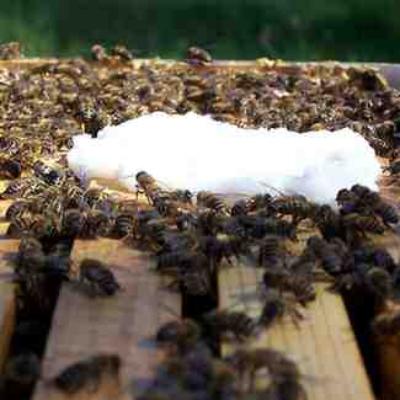 Ambrosia - Kandiert für Bienen 12,5 Kg und 15 Kg - Berlin Home & Garden