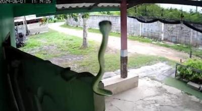 Snake Makes Hilarious First Contact With CCTV Camera - Philadelphia Artists, Musicians