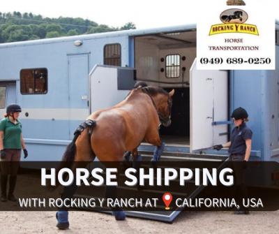 Specialized Equine Transportation | Rocking Y Ranch