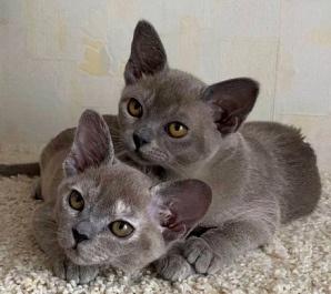 Burmese kittens - Berlin Cats, Kittens