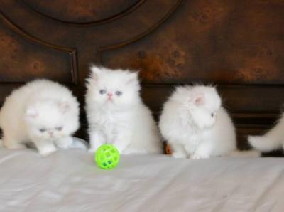 Persian kittens - Berlin Cats, Kittens