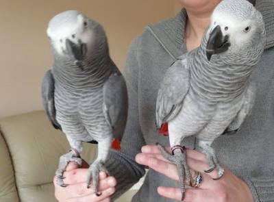 African Grey parrots - Milan Birds