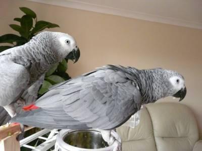 African Grey parrots - Hamburg Birds