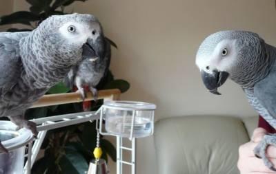 African Grey parrots - Kwun Tong Birds