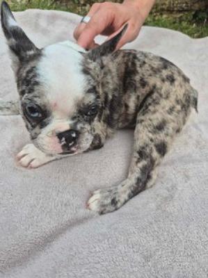 French Bulldog puppies - Vienna Dogs, Puppies