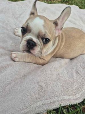 French Bulldog puppies - Vienna Dogs, Puppies