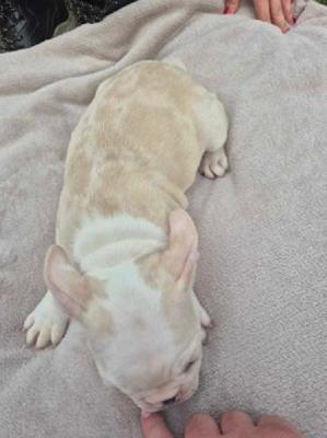 French Bulldog puppies - Vienna Dogs, Puppies