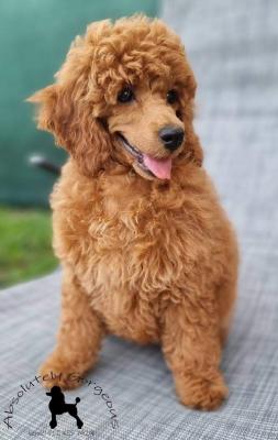 Red dwarf poodle - Vienna Dogs, Puppies