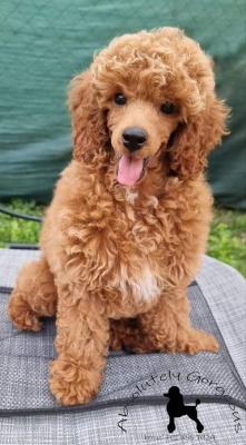 Red dwarf poodle - Vienna Dogs, Puppies