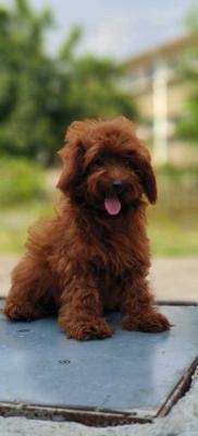 Goldendoodle Puppies for Sale in Madurai