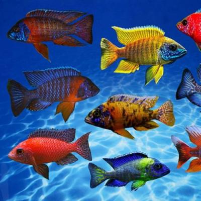 Small Cichlids Fish For Sale Florida