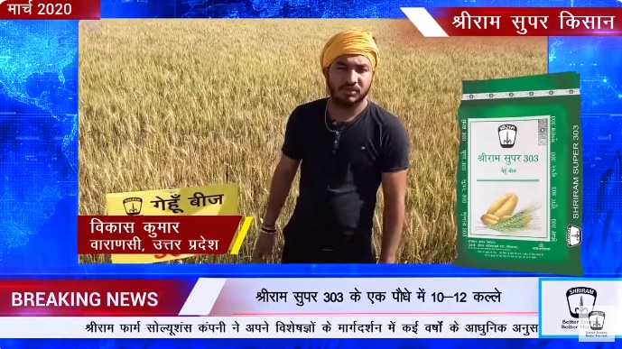 Elevate Your Wheat Harvest: Shriram Super 303 Seeds