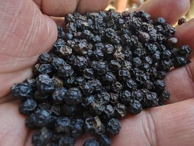 Premium Madagascar Black Peppercorns Available!