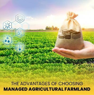 Buy Agricultural Farmland near Chennai- M/S Holidays Mango Farm - Chennai For Sale