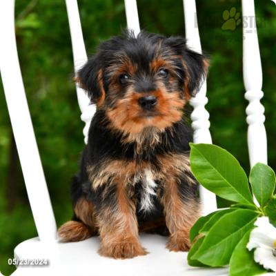 Adorable Male and Female Yorkshire Terrier