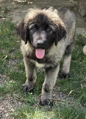 Caucasian shepherd top quality puppies - Vienna Dogs, Puppies