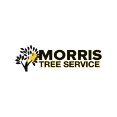 Expert Palm Harbor Tree Removal Service- Call Today!