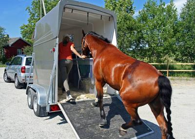 Local Horse Transport Services in California | Rocking Y Ranch - Other Animal, Pet Services