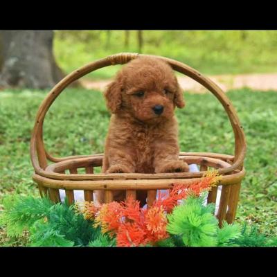 Labradoodle Puppies for Sale in Madurai - Madurai Dogs, Puppies