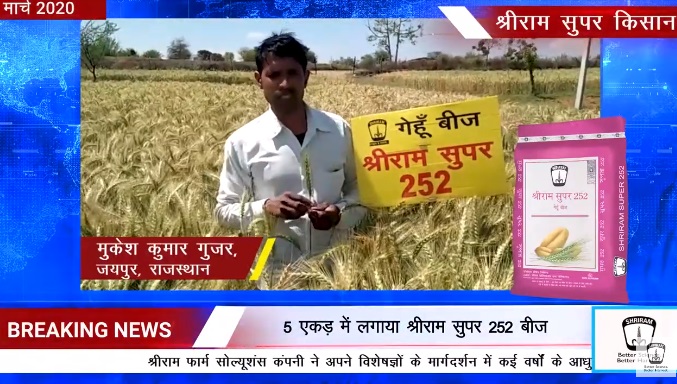 Unveiling Success: Shriram Super 252 Wheat Seeds in Rajasthan