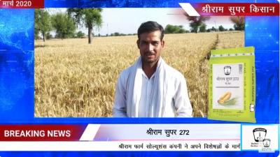 Harvest Triumphs: Shriram Super 272 Wheat in Haryana & Punjab