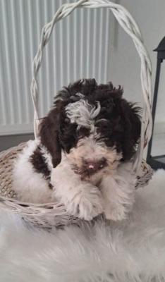 Lagotto Romagnolo TOP-Welpen - Berlin Dogs, Puppies