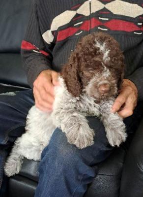 Lagotto Romagnolo TOP-Welpen - Berlin Dogs, Puppies