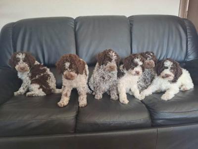 Lagotto Romagnolo TOP-Welpen - Berlin Dogs, Puppies