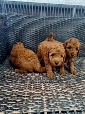 Red miniature poodle - Vienna Dogs, Puppies