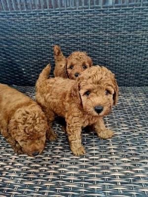 Red miniature poodle - Vienna Dogs, Puppies