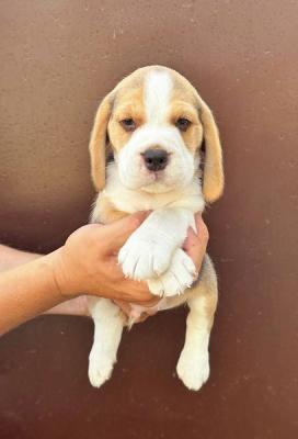 Beagle puppies from top show parents - Vienna Dogs, Puppies