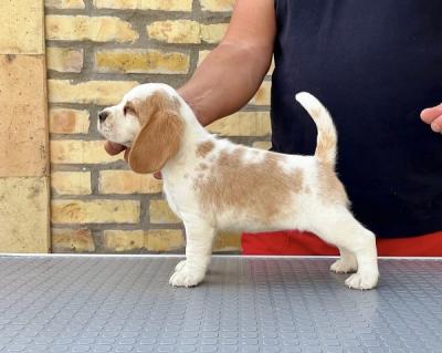 Beagle puppies from top show parents - Vienna Dogs, Puppies