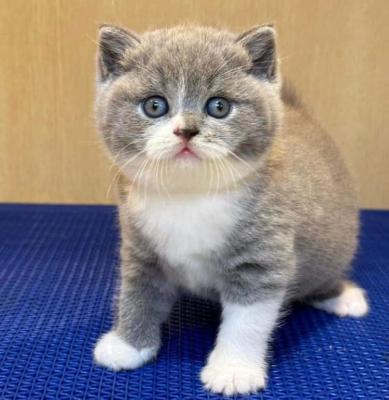 All kittens when sold as  pets will be fully vaccinated, desexed and micro-chipped. - Sydney Cats, Kittens