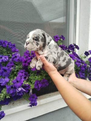 Bouledogue anglais, chiots - Paris Dogs, Puppies