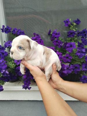 Bouledogue anglais, chiots - Paris Dogs, Puppies