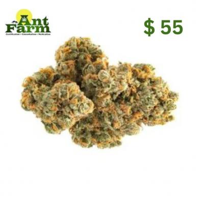 Fast Weed Delivery in Detroit - Ant Farm Collection Club - Detroit Other